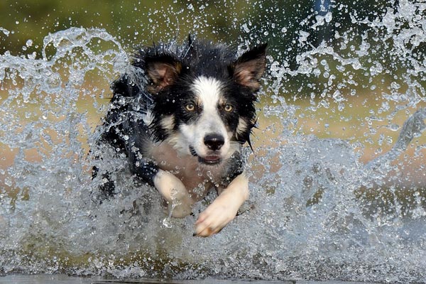 border collie