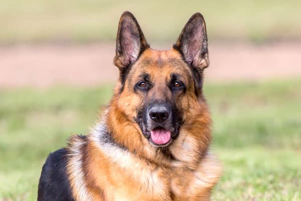 can-you-trust-a-german-shepherd