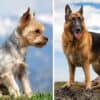 do-german-shepherds-and-yorkies-get-along