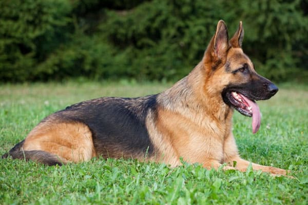 german shepherd medium coat dog