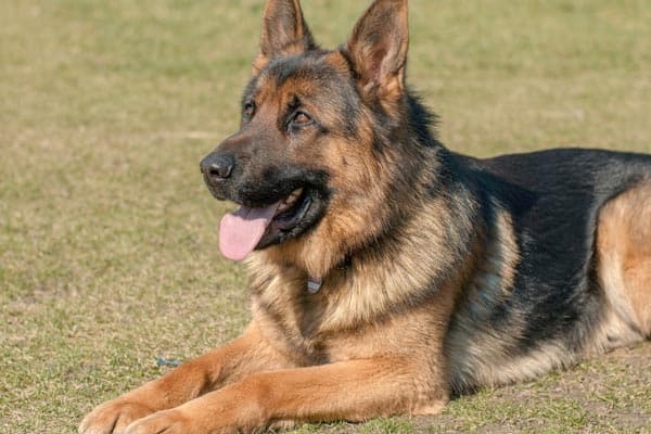 list of Shepherd dog Breeds