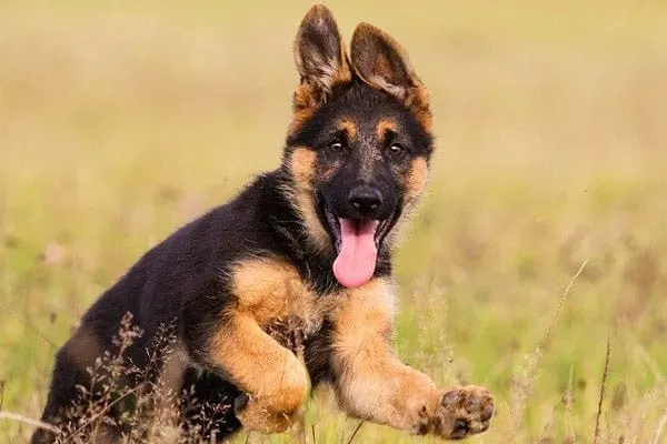 are dutch shepherd dogs friendly or dangerous to strangers