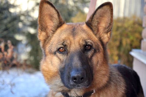 what-to-do-with-german-shepherd-while-at-work