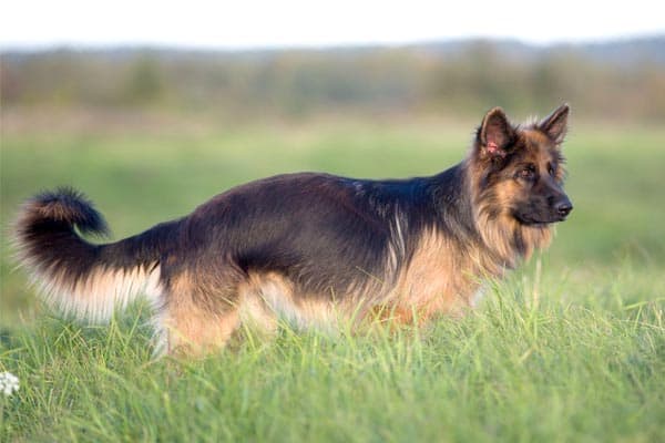 When Do German Shepherd Tails Get Bushy: The GSD Tail Tale