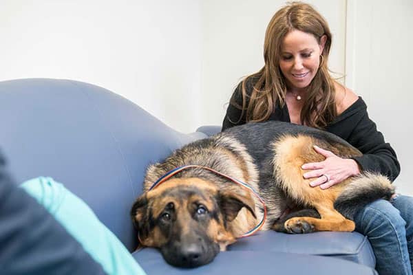 why-does-my-german-shepherd-have-diarrhea