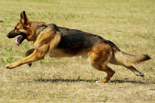 Are German Shepherds High Energy