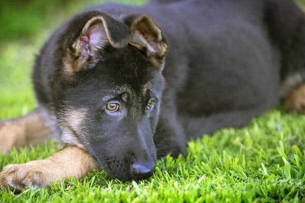 gray german shepherd puppies