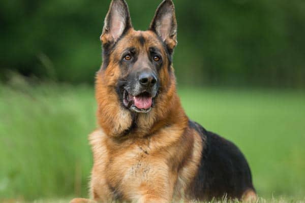 Can-German-Shepherds-Eat-Eggs