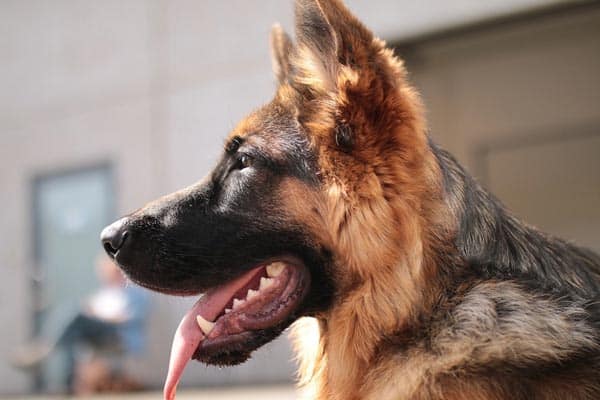 Can-German-Shepherds-Eat-Peanut-Butter