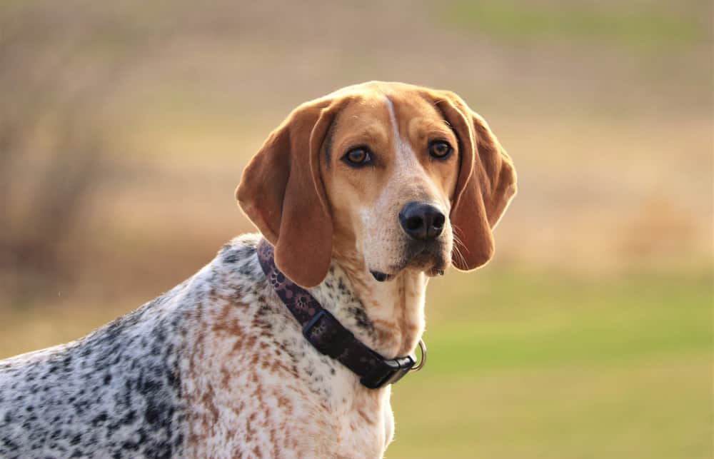 Coonhound