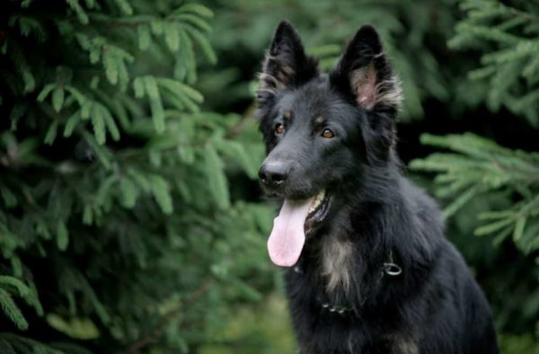 DDR-german-shepherd