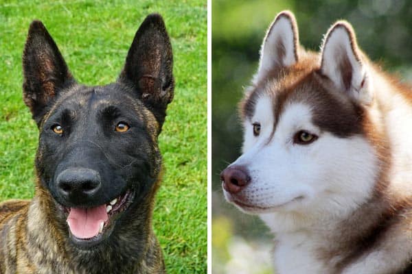 belgian shepherd husky mix