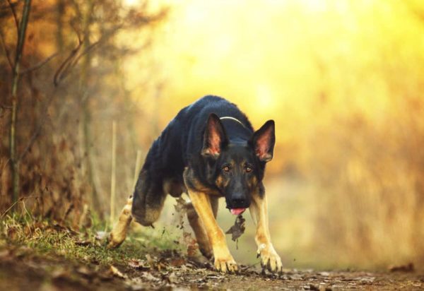 East german shepherd