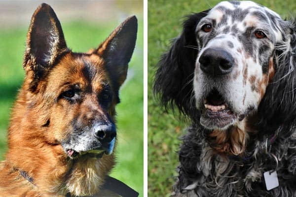 The Rare English Setter German Shepherd to Best Solve the Mystery