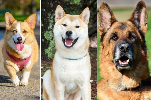 corgi mixed with german shepherd