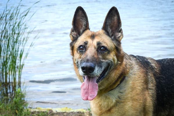 German-Shepherd-Mixes