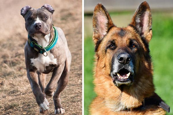 pitbull mixed with german shepherd puppy