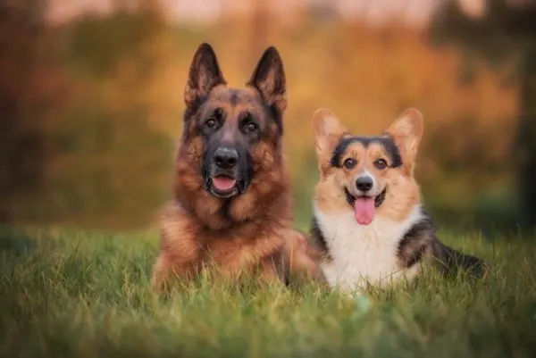 German shepherd and corgi