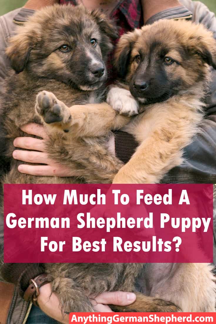 how-much-to-feed-a-german-shepherd-puppy-for-best-results-anything