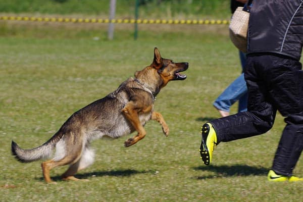 trained attack dogs