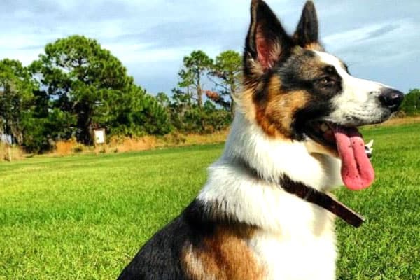 Panda-German-Shepherd