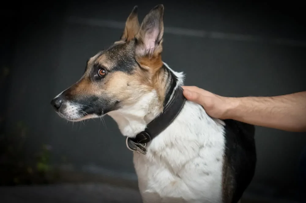 Panda-German-Shepherd