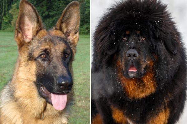 Tibetan-Mastiff-German-Shepherd-Mix