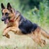 What-Are-German-Shepherds-Bred-For