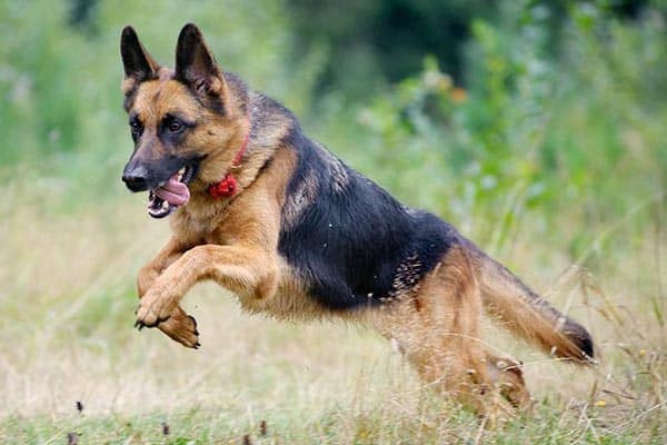 What-Are-German-Shepherds-Bred-For