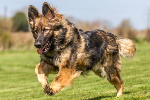 Why-Are-German-Shepherds-Backs-Sloped