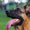 Why-Does-My-German-Shepherd-Grunt