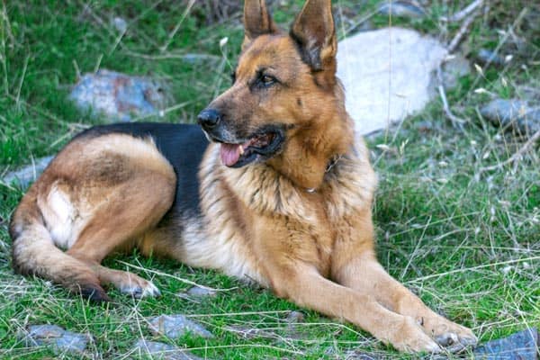 german shepherd neck