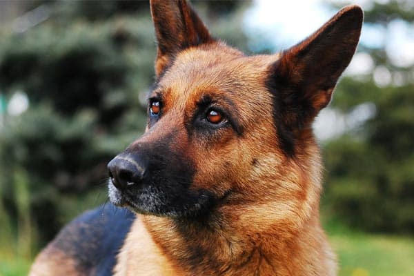 german shepherd whining in crate