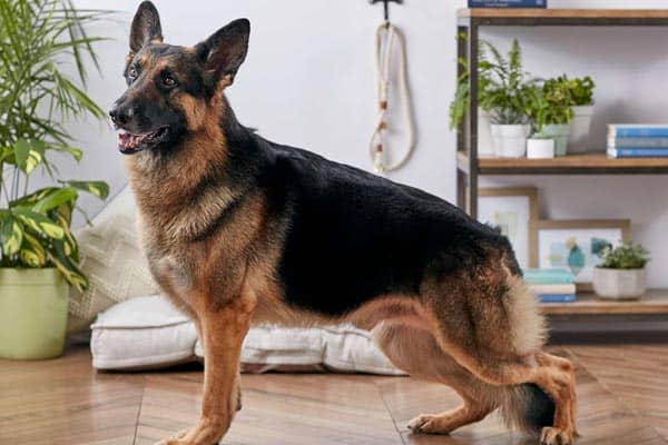 german shepherd whining in crate