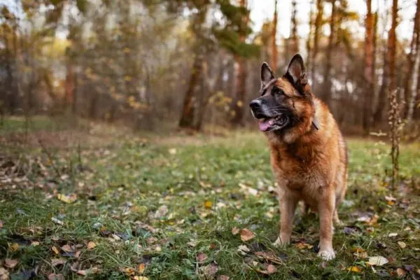 German Shepherd