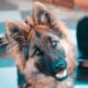 german-shepherd-head-tilt