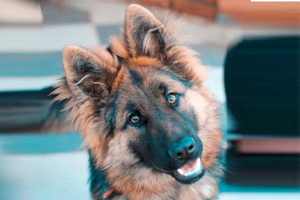 Why Do German Shepherds Tilt Their Head? 5 Main Reasons (2023)