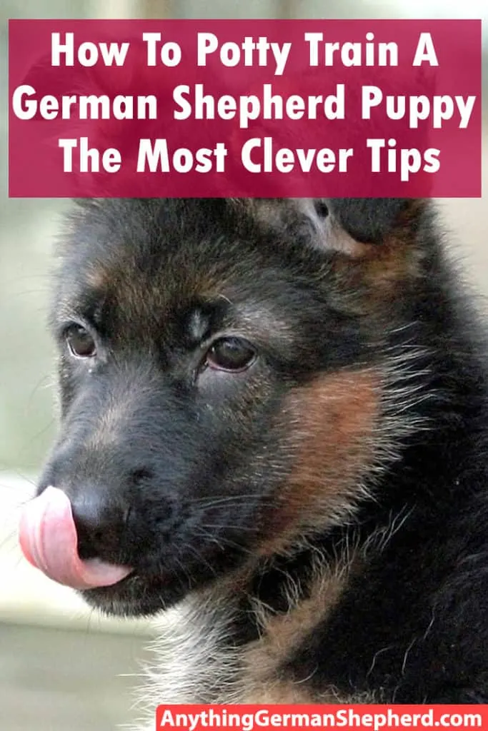 german-shepherd-puppy-potty-training