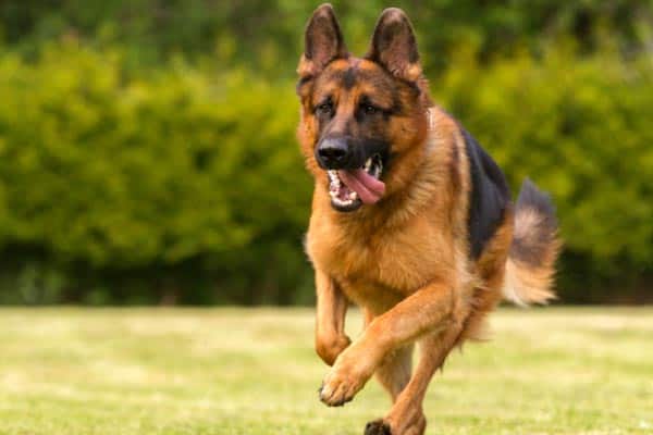 How Big Can Your German Shepherd Dog Get