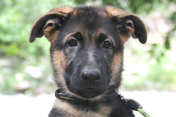 how-to-potty-train-a-german-shepherd-puppy