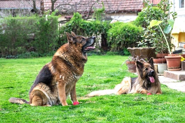is it good to have two german shepherds