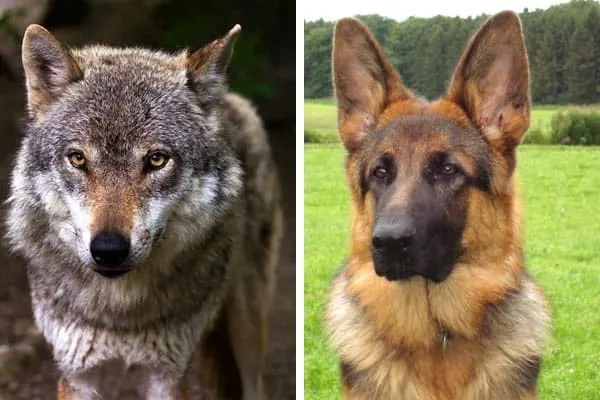 Tulipaner slutpunkt anspændt Is My German Shepherd Part Wolf: Learn About Wolf-Dog Hybrids