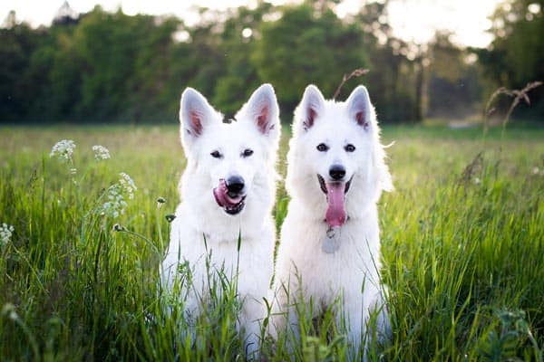 are white german shepherd albino