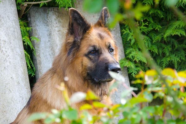 why-does-my-german-shepherd-have-dandruff