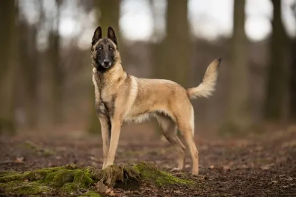 Belgian Malinois