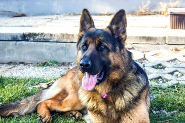 best-dog-food-for-german-shepherd