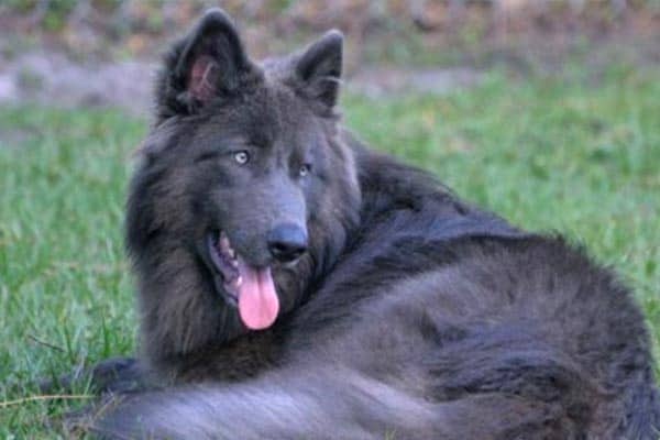 Blue German Shepherd