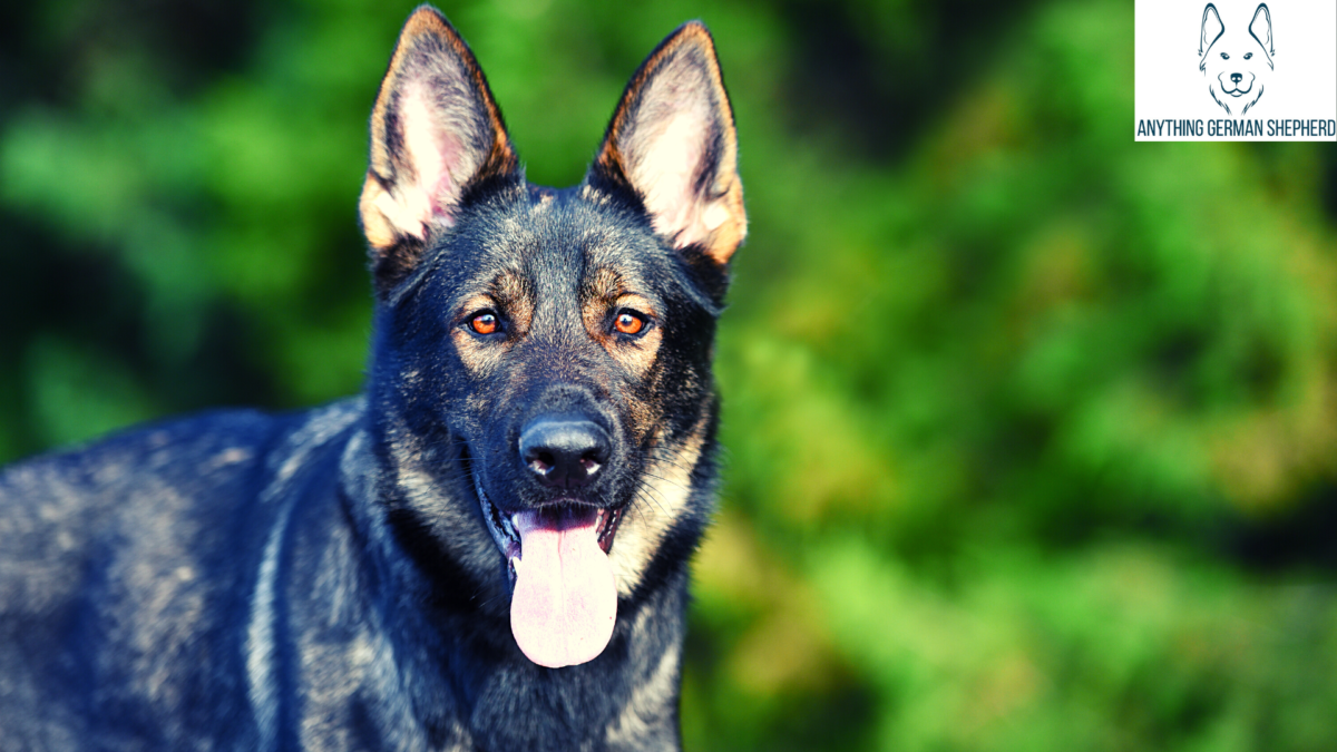 Brindle German Shepherd Rare Coat Color for the Popular GSD