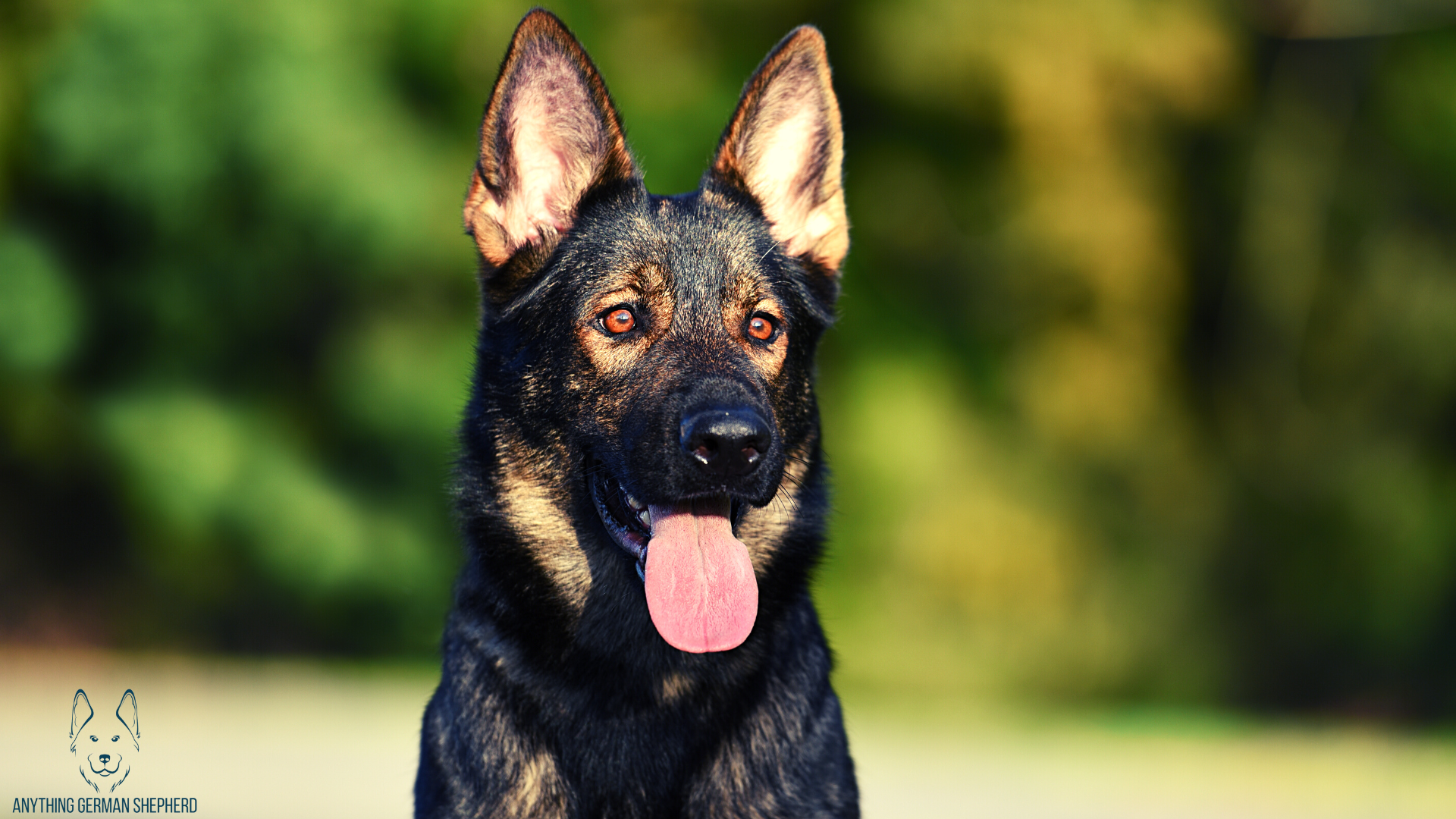 Brindle-German-Shepherd-staring-at-something-in-the-distance