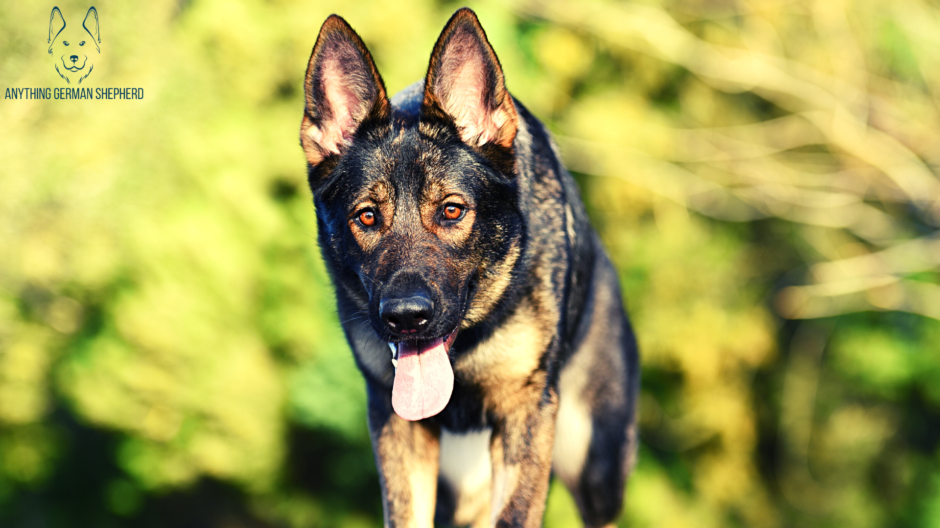 Brindle-German-Shepherd-walking